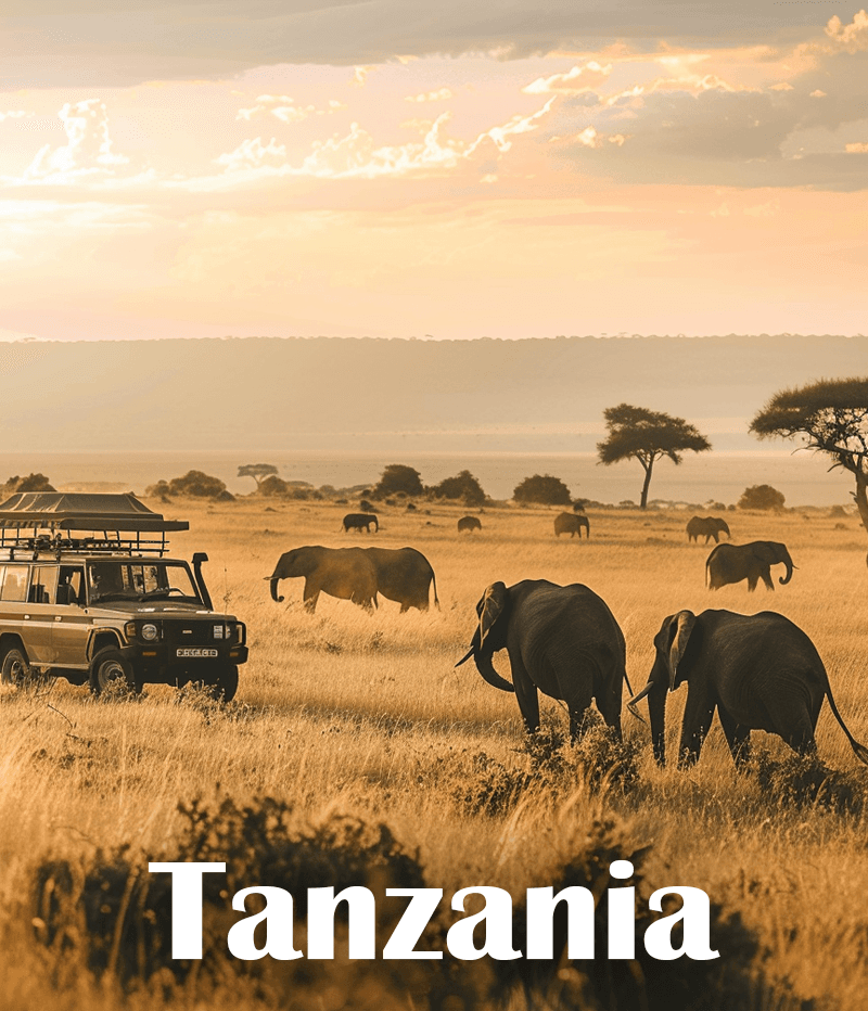 Tanzania Safari